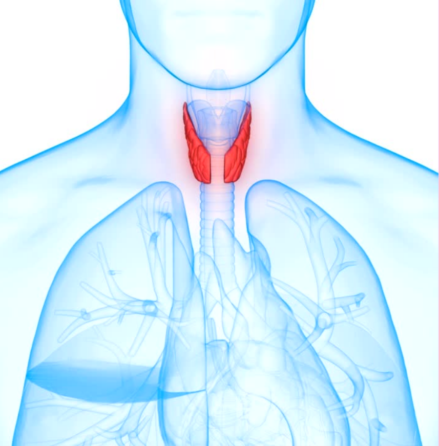 Thyroid Profile